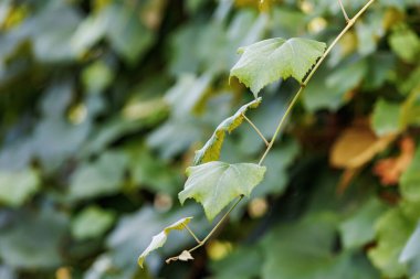 Doğal güneş ışığında taze bir dedikodu, yumuşak yeşil bokeh arka planda izole edilmiş, bahçe ve tarım temaları için uygun..