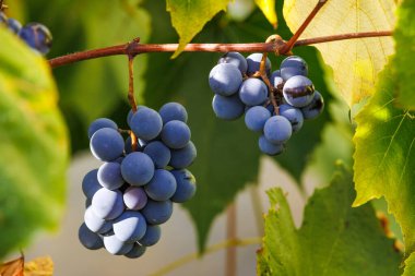 Sonbahar güneşinde asma dalında sallanan olgun mavi üzümler. Bahar hasadı ve şarap imalatının sembolü olan üzüm bağındaki olgun mavi üzümlerin yakın çekimi.