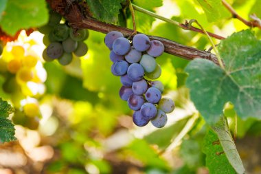 Olgunlaşan üzüm kümesiyle birlikte üzüm bağı detayı. Üzüm bağında olgunlaşan üzümler, doğal büyüme, tarım ve şarap yapma geleneğini temsil eder..