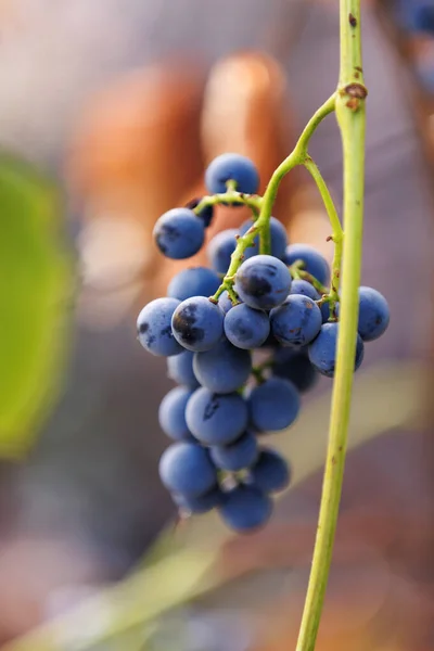 Şarap endüstrisi için üzüm mevsimi hasat et. Üzüm bağında mavi üzüm demeti, tarımı, şarap geleneğini ve sonbahar hasadını temsil ediyor..