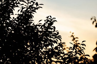 Pastel gökyüzüne karşı yoğun ağaç silueti. Altın alacakaranlıkta dramatik siluet yaratan ağaç dalları.