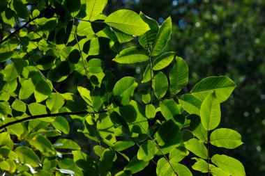 Doğal güneş ışığıyla yeşil yapraklar. Parlak yeşil ağaç yaprakları ve güneş ışığı filtresi. Doğal arkaplan.