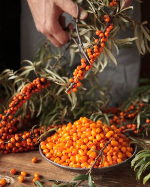 Deniz cehri çilek toplama işlemini