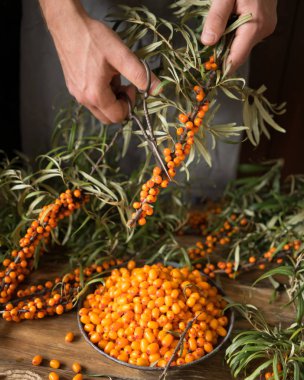 Deniz cehri çilek toplama işlemini