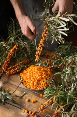 Deniz cehri çilek toplama işlemini