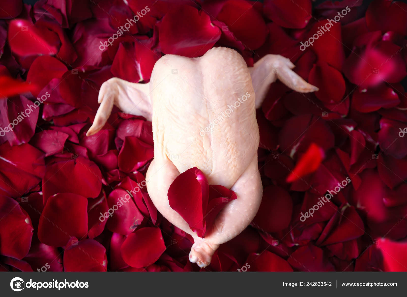 Funny Chicken Rose Petals Red Rose Petals Stock Photo Image By C Egrigorovich