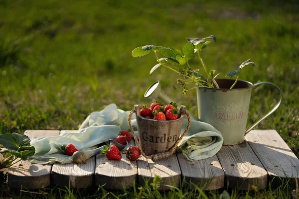 Arbustos Flores Fresas Bodegón Verano Fresas Cubo Madera Una Vieja —  Fotos de Stock