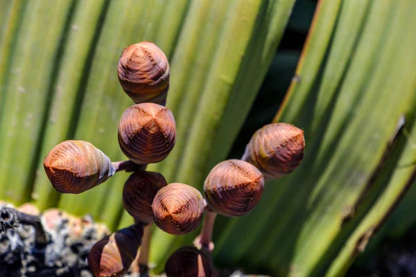 Close Cones Femininos Folhas Grandes Única Planta Welwitschia Mirabilis Nativa — Fotografia de Stock