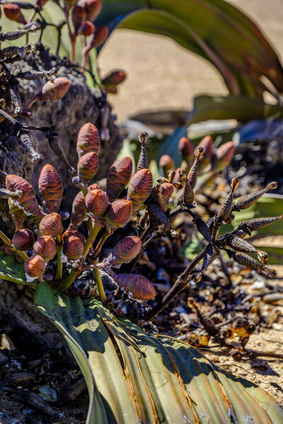 Close up of female cones and large leaves of the unique Welwitschia Mirabilis plant, native to Namibia and named after the Austrian botanist and doctor Friedrich Welwitsch.