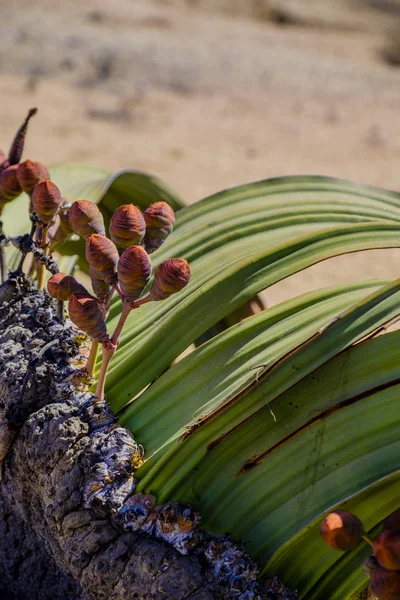 Close Cones Femininos Grandes Folhas Planta Welwitschia Mirabilis Nativa Namíbia — Fotografia de Stock