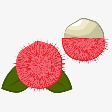 Tropikal meyve tomurcuğunun bir yansıması. Sulu, taze, parlak bir meyve. EPS 10.