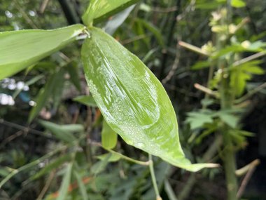 Tek bir yeşil bambu yaprağı, bu yüksek çözünürlüklü fotoğrafta yakın mesafeden görülen hafif bir yağmurun ardından sabah çiğ tanelerini topladı..