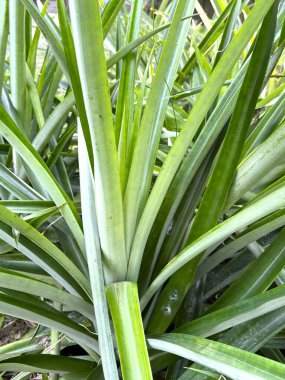 Çok sayıda sivri yapraklı canlı yeşil ananas yaprağını, yüksek çözünürlüklü fotoğrafta doku ve yapıyı göstererek kapatır.