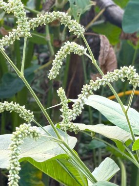 Yüksek çözünürlüklü fotografta açık yeşil bitki gövdeleri yumuşak gün ışığında yapraklı bitki örtüsüyle sunuluyor. Bitkinin yapısı ve organik canlılığı vurgulanıyor..