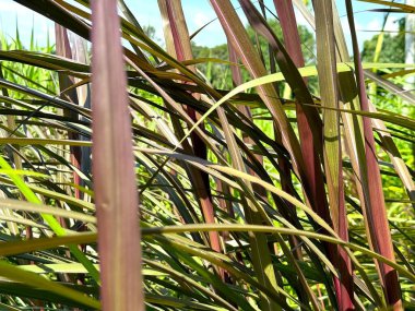 Yüksek çözünürlüklü fotoğraf, açık havada parlak güneş ışığında güzel mor renkler sergileyen uzun mor çimen bitkilerinin yakın görüntüsünü içerir..
