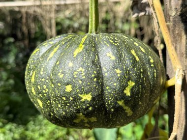 Yakından bakınca, yeşil bir balkabağı görünüyor. Bahçede sarı noktalar büyüyor. Yüksek çözünürlüklü fotoğrafta görülüyor..