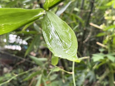 Taze yeşil bambu yaprağı sabah çiğ ile parıldıyor, bu yüksek çözünürlüklü fotoğrafta doğanın huzurunu yakalıyor. Canlı rengi ve karmaşık detayları herhangi bir projeyi geliştirir..