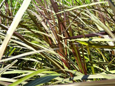 Güneş ışığı, açık havada yoğun bir şekilde büyüyen birçok uzun yeşil ve mor çimenden yansıyarak bu yüksek çözünürlüklü fotoğrafta dokusal bir doğal zemin oluşturur..