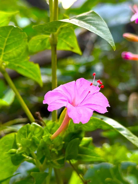 Parlak pembe mirabilis çiçekleri yemyeşil yaprakların arasında zarif bir şekilde çiçek açar. Doğal güneş ışığında, canlı, göz alıcı bir yüksek çözünürlüklü çiçek fotoğrafı oluşturur..