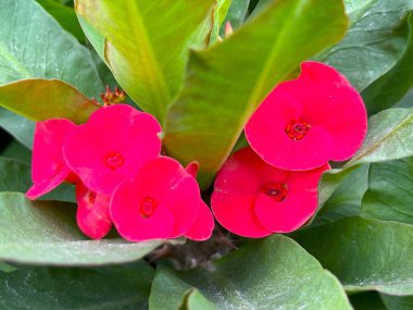 Dikenli parlak pembe taç çiçekleri bitkinin yeşil yaprakları arasında çiçek açar. Fotoğraf bitkinin karmaşık detaylarını yakalıyor. Yüksek çözünürlüklü fotoğraf.