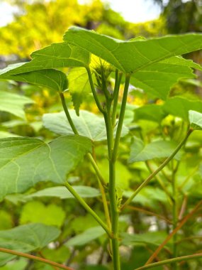 Yeşil yapraklar güneşe doğru uzanır, canlı yapraklar ve doğal dokular gösterir; yakın çekim sağlıklı bitkinin hassas damarlarını ve yapılarını vurgular..