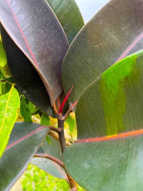 Bu yüksek çözünürlüklü fotoğraf, yapraklarını ve gövdesi boyunca kırmızı bir damarı vurgulayan koyu yeşil bir kauçuk bitkisinin yakın çekimini gösteriyor..