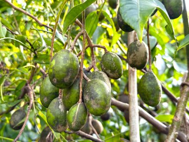 Yakından bakıldığında, ince dallardan sarkan ambarella meyveleri ve yeşil yapraklar yüksek çözünürlüklü fotoğraflarda parlak, doğal bir arka plana karşıdır..