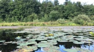 Botla güzel gölet lily yaz