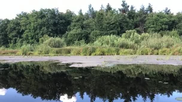 Поверхность пруда покрыта водорослями — стоковое видео
