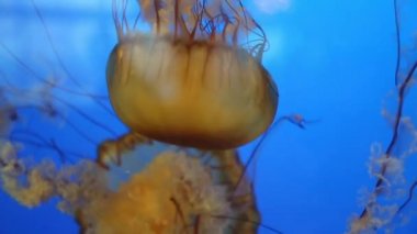 Derin su closeup yüzen güzel jöle balık