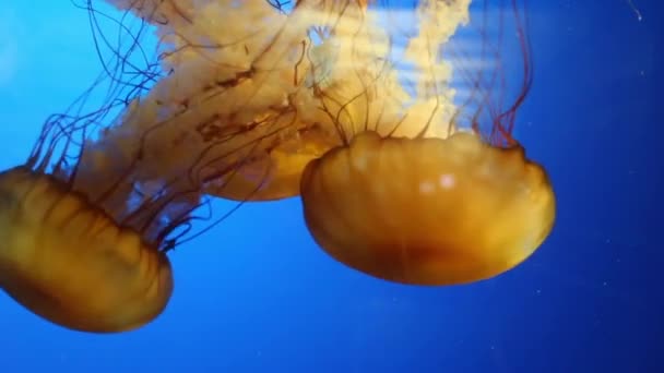 Closeup laranja geleia peixe vibrante água azul — Vídeo de Stock