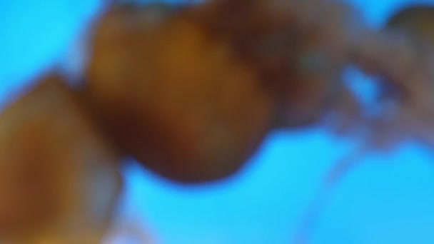 해파리 수족관 맑은 물 — 비디오