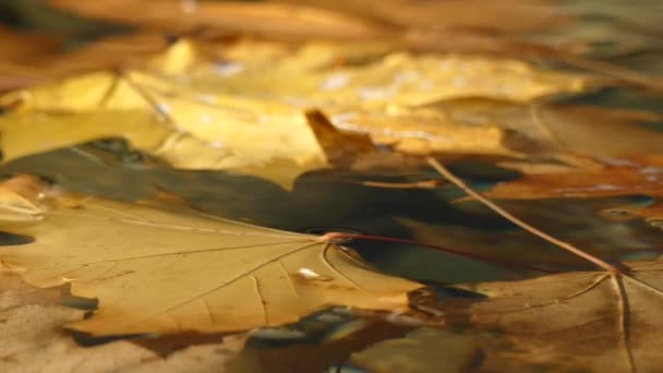 Autumn orange leaves floating water surface — Stock Video