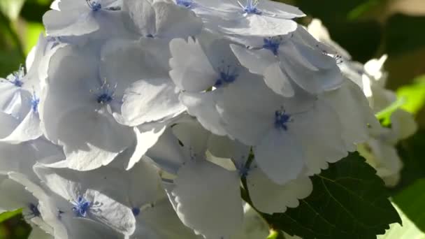 Concept spring white flowers on bush blossom background — Stock Video