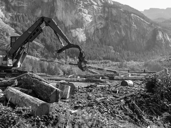 Madera naturaleza levantador blanco y negro — Foto de Stock