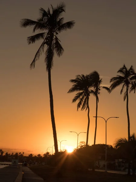 Palmiye ağaçları siluetleri yol turuncu dikey çekim