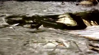 Altın su akışı huzurlu nehir doğa arka plan 