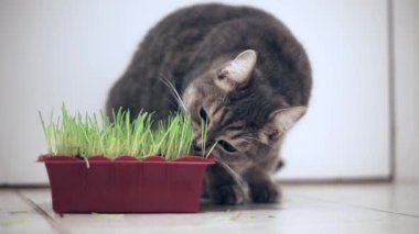 Kedi yeme yeşil çim pot kapalı 