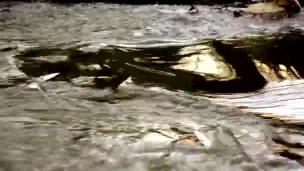 Eau dorée couler paisible rivière nature fond  