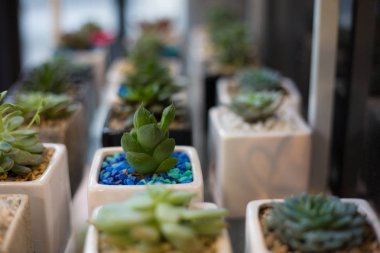 Grup kaktüs bitkiler küçük tencere arka plan sığ alan derinliği 