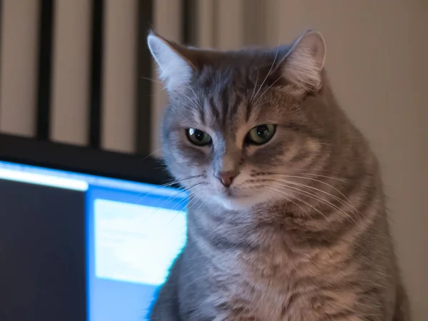 Portrait cat computer monitor at background — Stock Photo, Image