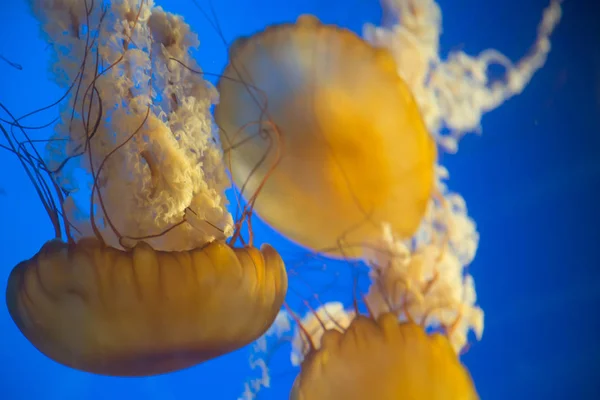 Grup sarı Jelly balık arka plan mavi okyanus yaşam — Stok fotoğraf