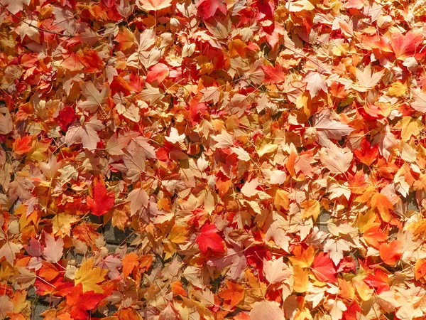 Turuncu kırmızı sonbahar akçaağaç zemin güneşli gün parlak renkler arka plan kopya boşluk 