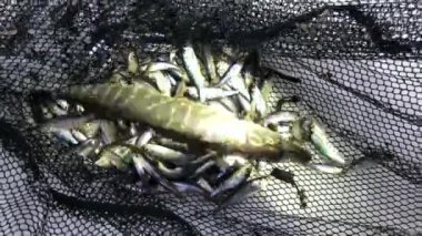 Balıkçılık net kış kar canlı genç balık Pike grubu 