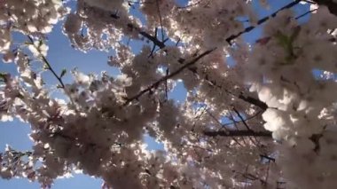 Arka plan kiraz ağaç gökyüzü güneş mavi kirişler