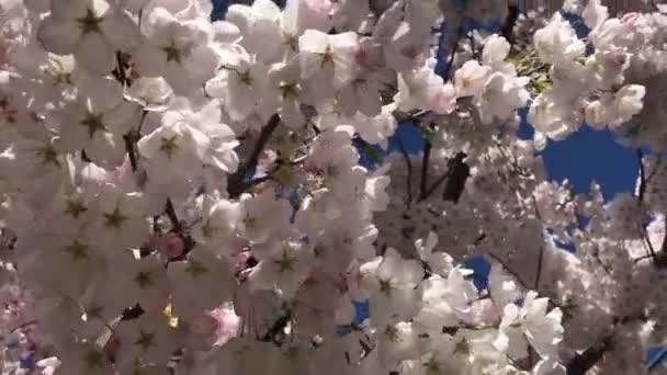 Flor de cerezo fondo del árbol en movimiento tiro cielo azul rayos de sol — Vídeo de stock
