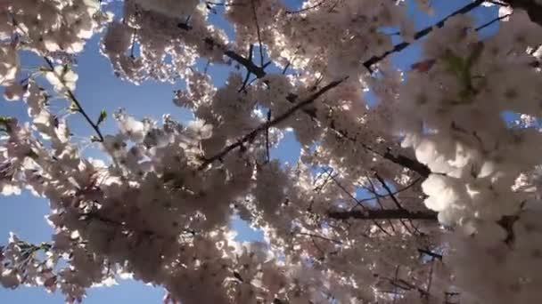 Kirschbaum blüht Hintergrund blauer Himmel Sonnenschein Strahlen — Stockvideo