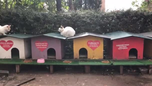 Kediler Shelter Street Antalya küçük ahşap renkli kabinleri — Stok video