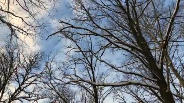Χειμερινό δάσος μπλε δέντρα ουρανό μέρα φόντο χαμηλή γωνία — Αρχείο Βίντεο