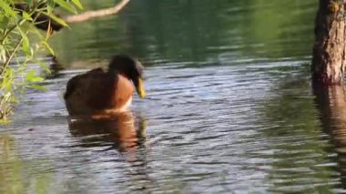 Genç kahverengi ördek temizleme tüyleri yaz gölet 